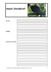 Amsel-Steckbrief-B-2.pdf